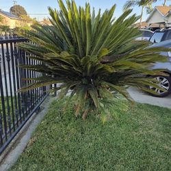 Large Mature Sago Palm Trees MALE AND FEMALE Take One Or Both  You Dig Up.  Make An Offer