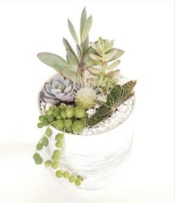 Succulent arrangement