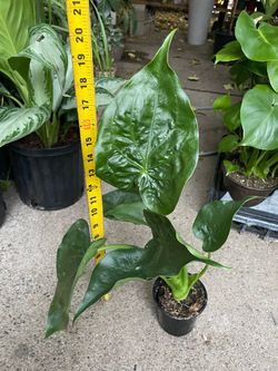 Specialty*** Alocasia Cucullata; Alocasia “Bhudda hand”; exact plant 95820