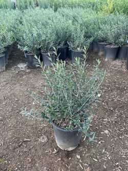 Little Olives