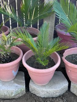 Sago Palm Plant