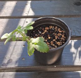 Agrimony Herb - Free