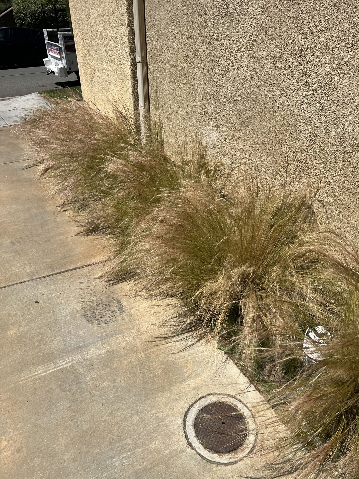 Mexican Grass for Sale in Chula Vista, CA - OfferUp