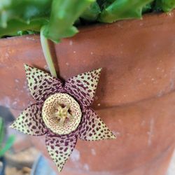Stapelia Orbea