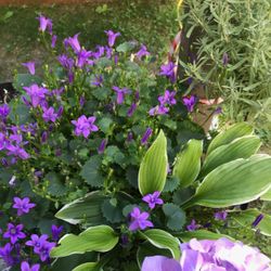 Campanula ( Purple Bellflower) Trailing Perennial . Please See All Pics.