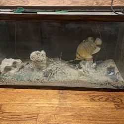 Fish Tank With Stand 