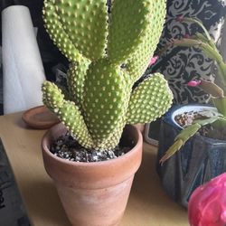 Bunny Ears Cactus 