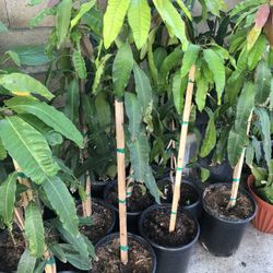 Manila Mango