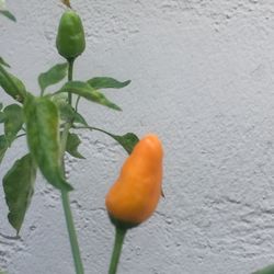 chile piquín en bote de un galón alrededor de un pie de altas cinco dólares o tengo De $5  A $15 cada uno depende el  tamaño Que Guste ?