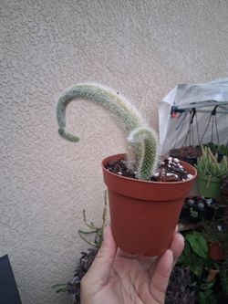 Monkey Tail Cactus $15