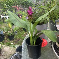 Ginger Plant 
