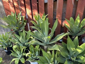 Foxtail agave plants