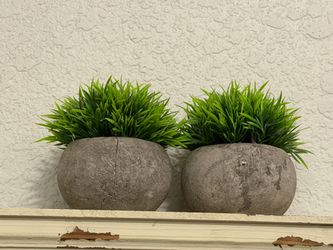Decorative plants