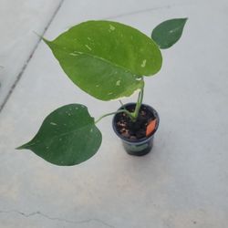 Monstera Thai Constellation 