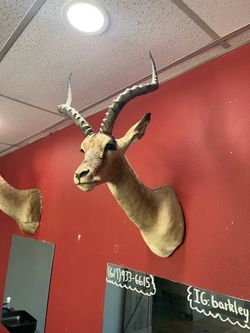 Impala taxidermy