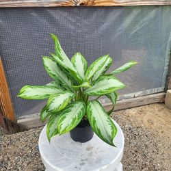 Chinese Evergreen Silver Bay Plant 6" Pot