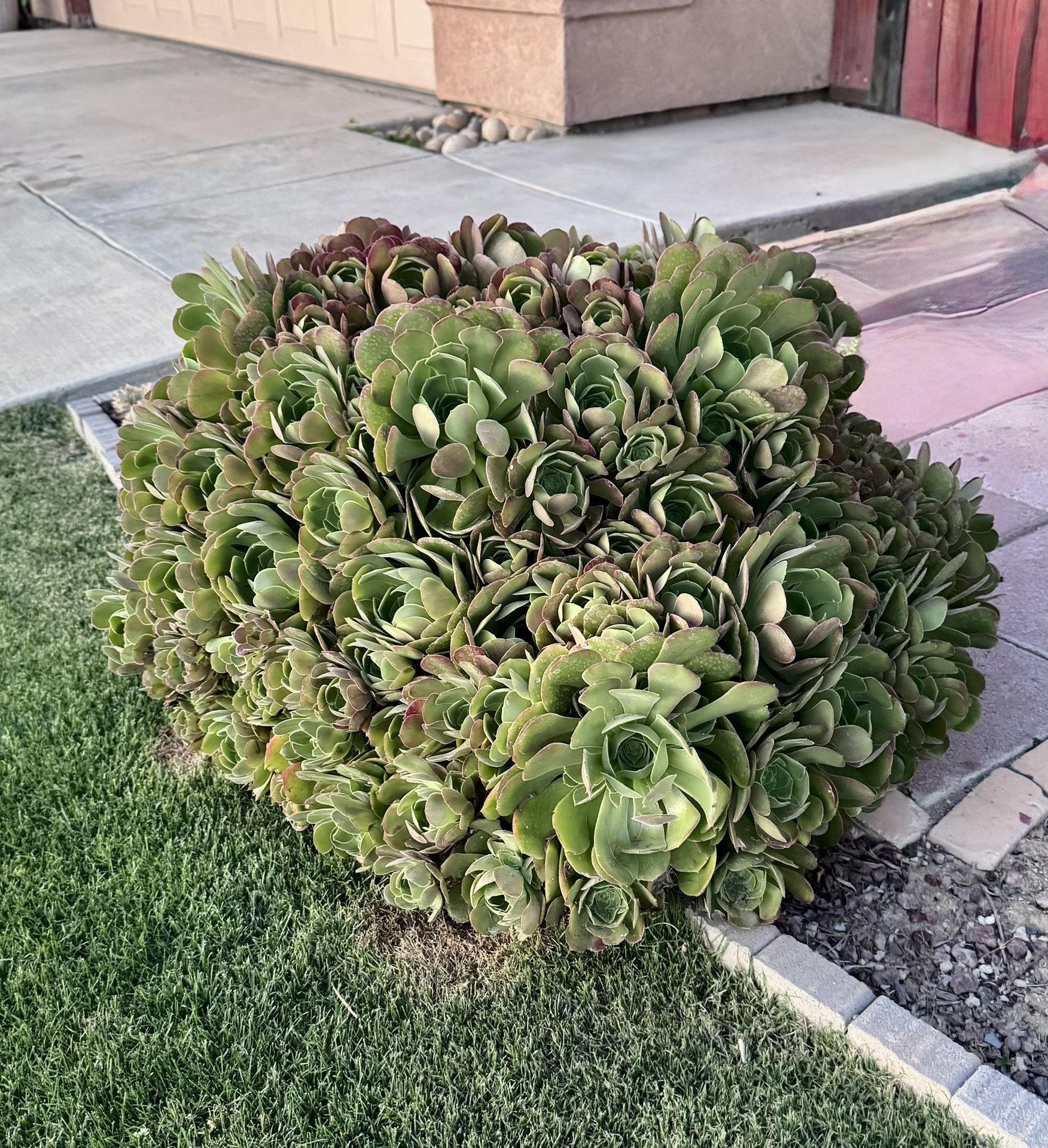 Succulent Plants And Pots