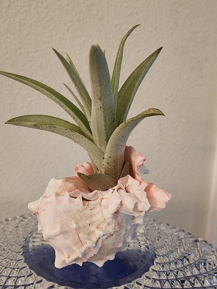 Air Plant