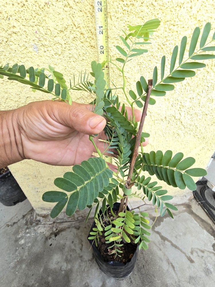 Tamarind Trees