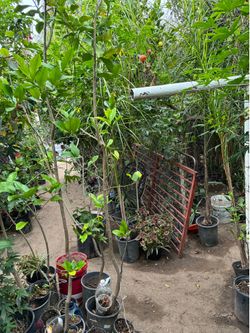 Lemon Tree