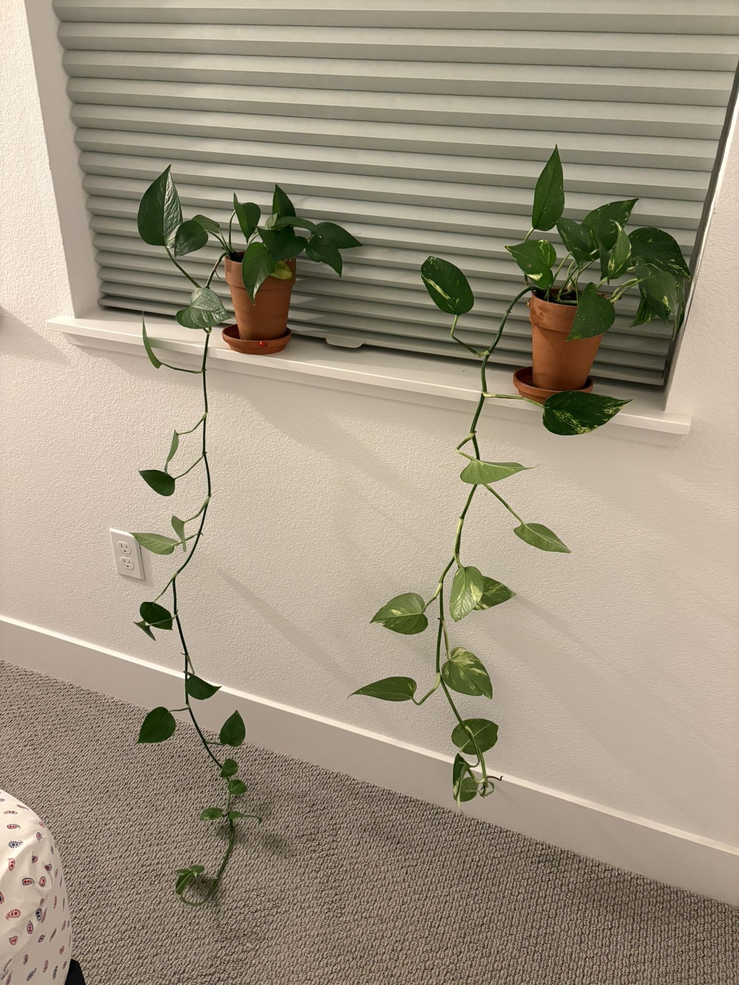 Long Trailing Pothos 
