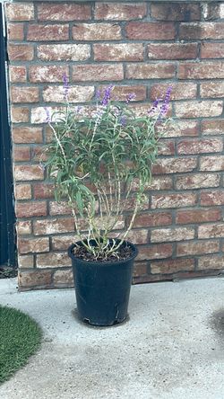 Mexican Bush Sage — Salvia leucantha. 10 Plants