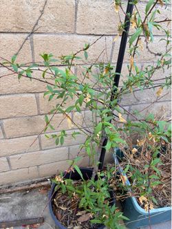 White Peach tree in a pot $30