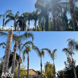 🌴🌳 🌲trimming Removals