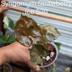 Syngonium Strawberry Ice 