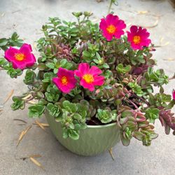 Portulaka Plant