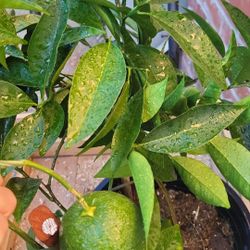 Navel Orange 🍊 Tree