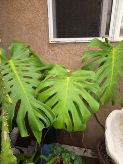 Monstera