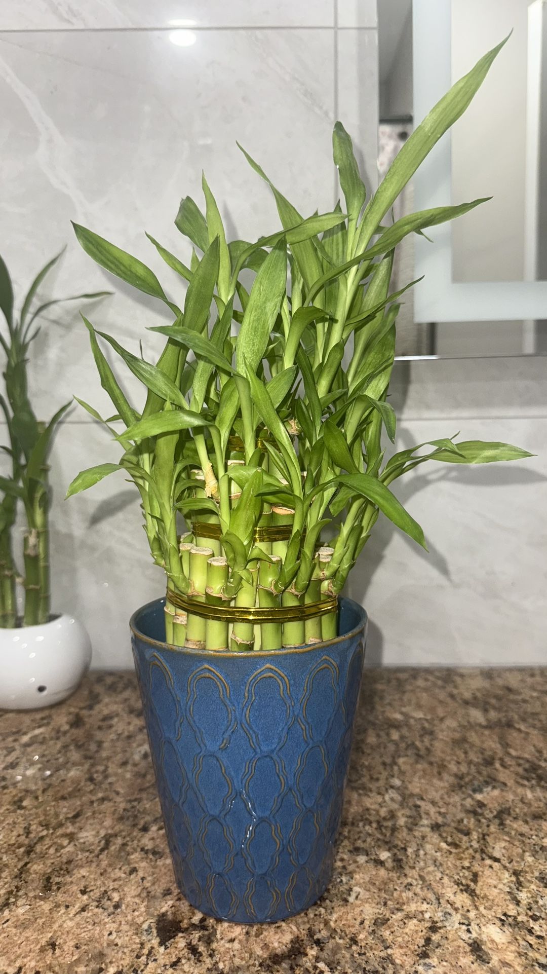 Beautiful Plant 🌱 Plantas Bamboo