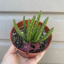 4” Stapelia Paniculata