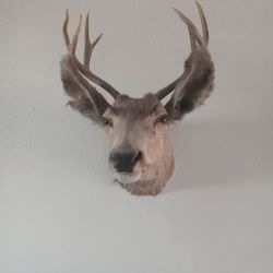 Mounted Deer Head,with hook In in back for hanging. 