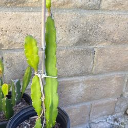 Dragon Fruit plant: $10each $30 for 4