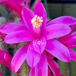 Epiphylumm Cactus Orchid $8 Each Cutting Any Color About 8-10in. 