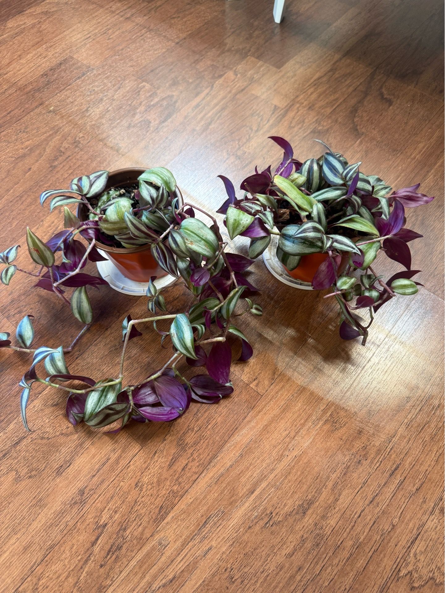 Tradescantia zebrina plant