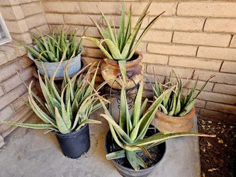 Aloe Vera/Sabila 2 LEFT!!