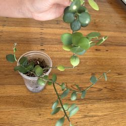 Silver dollar Vine/ Xerosicyos Danguyi Plant