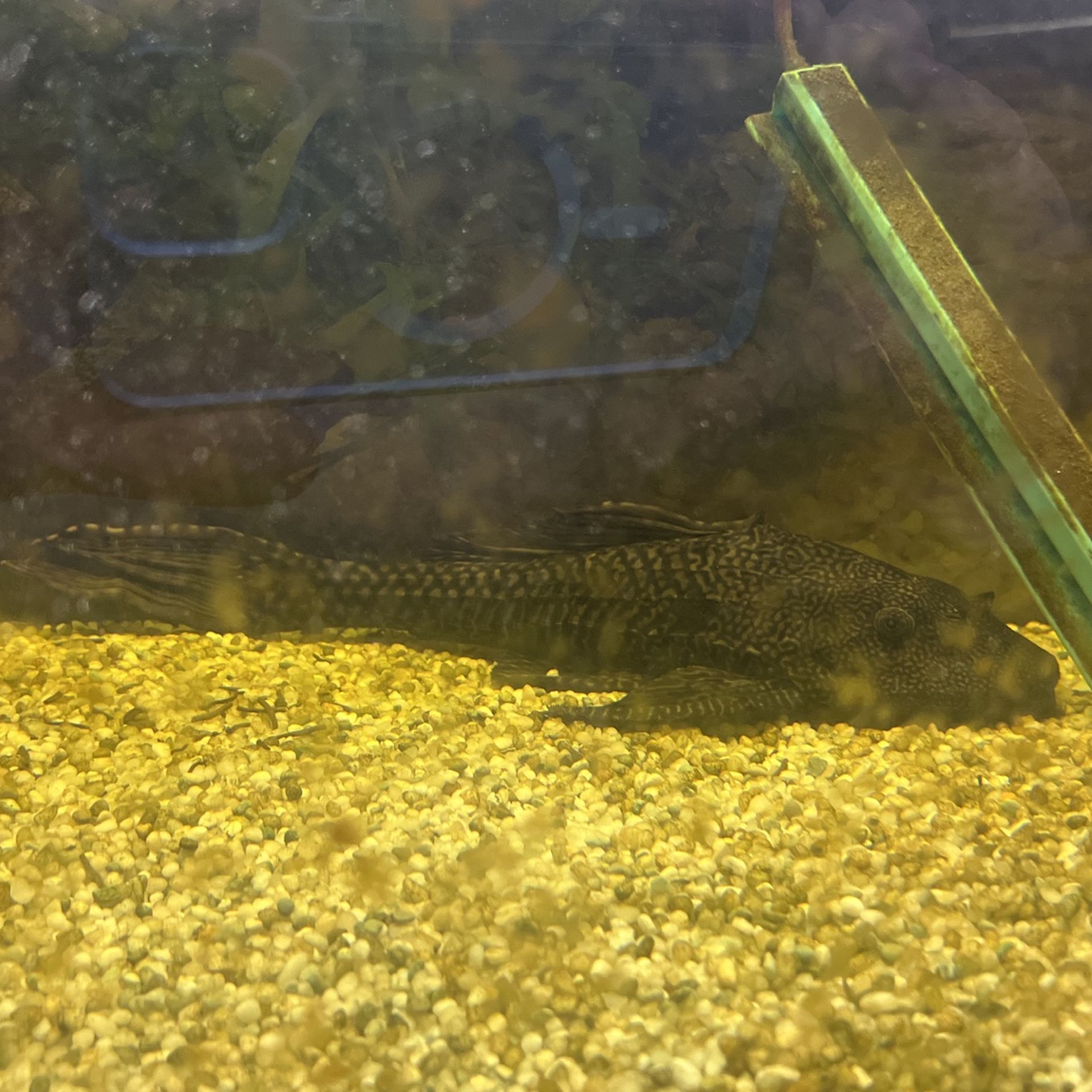 Free Plecko (sucker Fish)