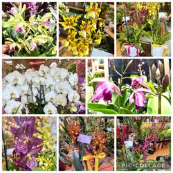 Orchids, Oncidium, Cattleya, Grammatophyllum 