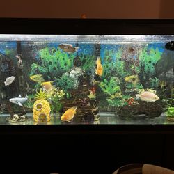 Fish Tank 55 Gal 