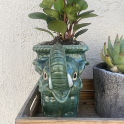 Bonita Planta Con Maseta De Elefante  Venir Por Ella En Culver City 