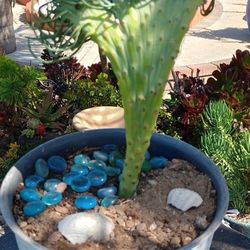 Beautiful Crested  Mermaid Tail Succulents 