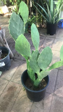 Opuntia Cactus