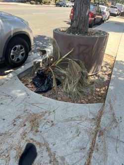 Free Palm