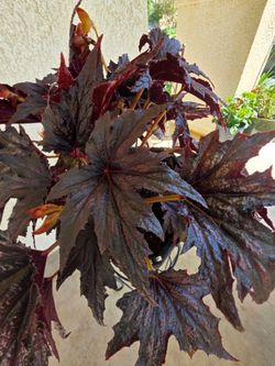 🌿 🌟Large Begonia with Star Shaped Leaves⭐️