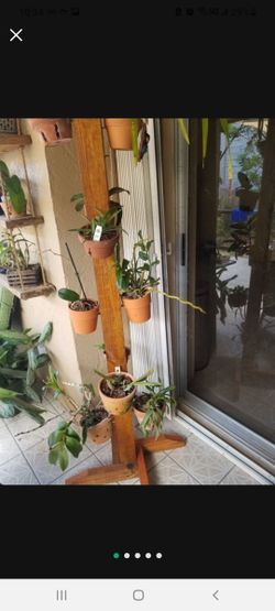 Orchid Pot Stand / Vanda Orchids