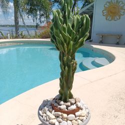 23" Monstrose Peruvian Apple Cactus Cutting $60 -Ship $15 -White Flowers Red Edible Fruit 
